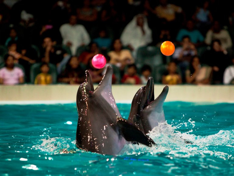 Dubai Dolphinarium