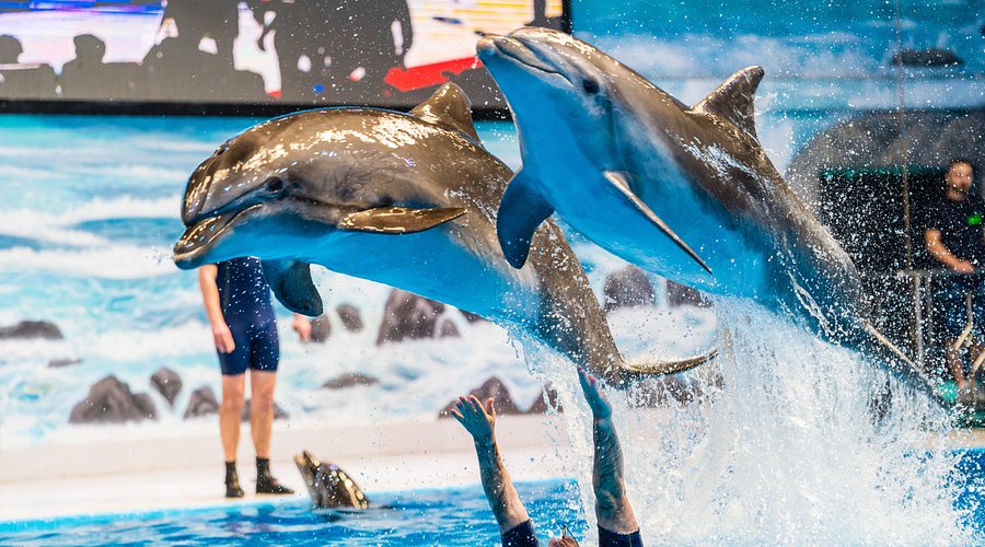 Dubai Dolphinarium